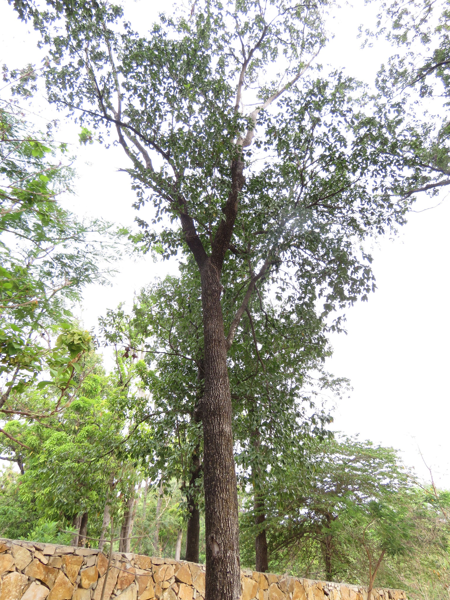 Manilkara zapota